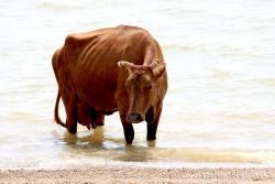 теплое и ласковое Азовское море...